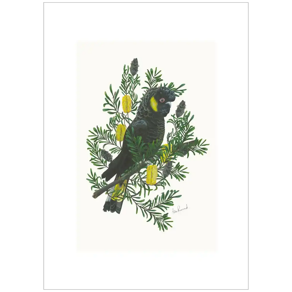Yellow Tailed Black Cockato By Helen Barnard