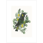 Yellow Tailed Black Cockato By Helen Barnard