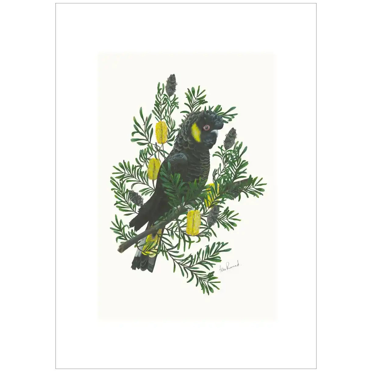 Yellow Tailed Black Cockato By Helen Barnard