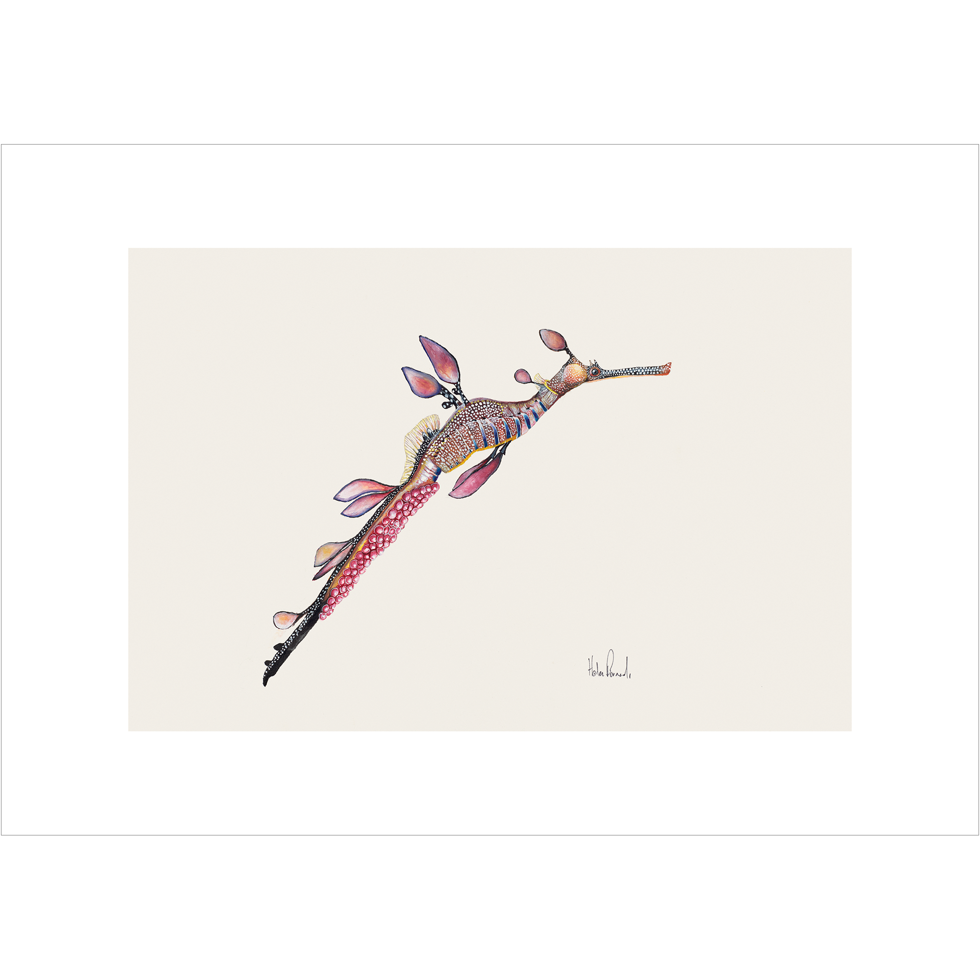 Weedy Sea dragon  By Helen Barnard