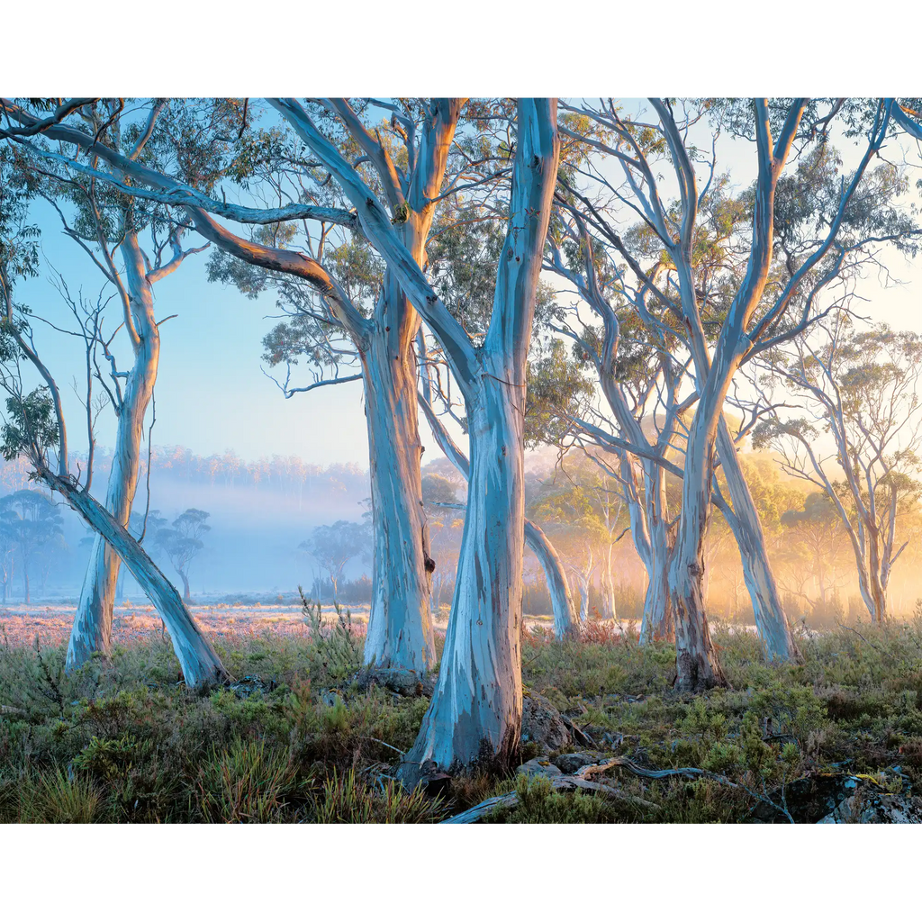 Navarre Plains, near Lake St Clair, Tasmania by Rob Blakers