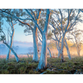 Navarre Plains, near Lake St Clair, Tasmania by Rob Blakers