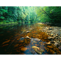Rapid River-Tarkine-Tasmania by Rob Blakers