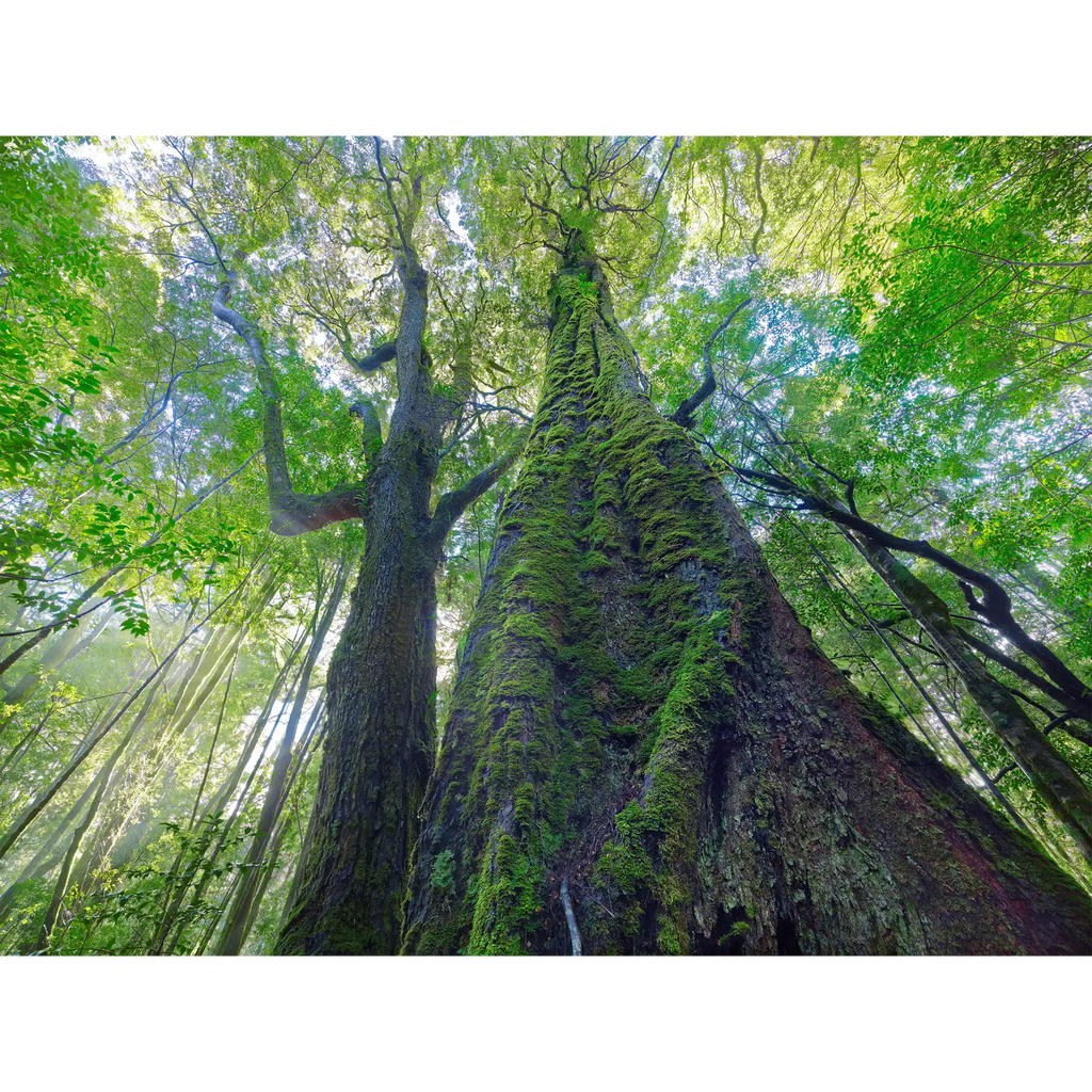 Ancient myrtle-Mt Lindsay-Tarkine by Rob Blakers