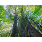 Ancient myrtle-Mt Lindsay-Tarkine by Rob Blakers