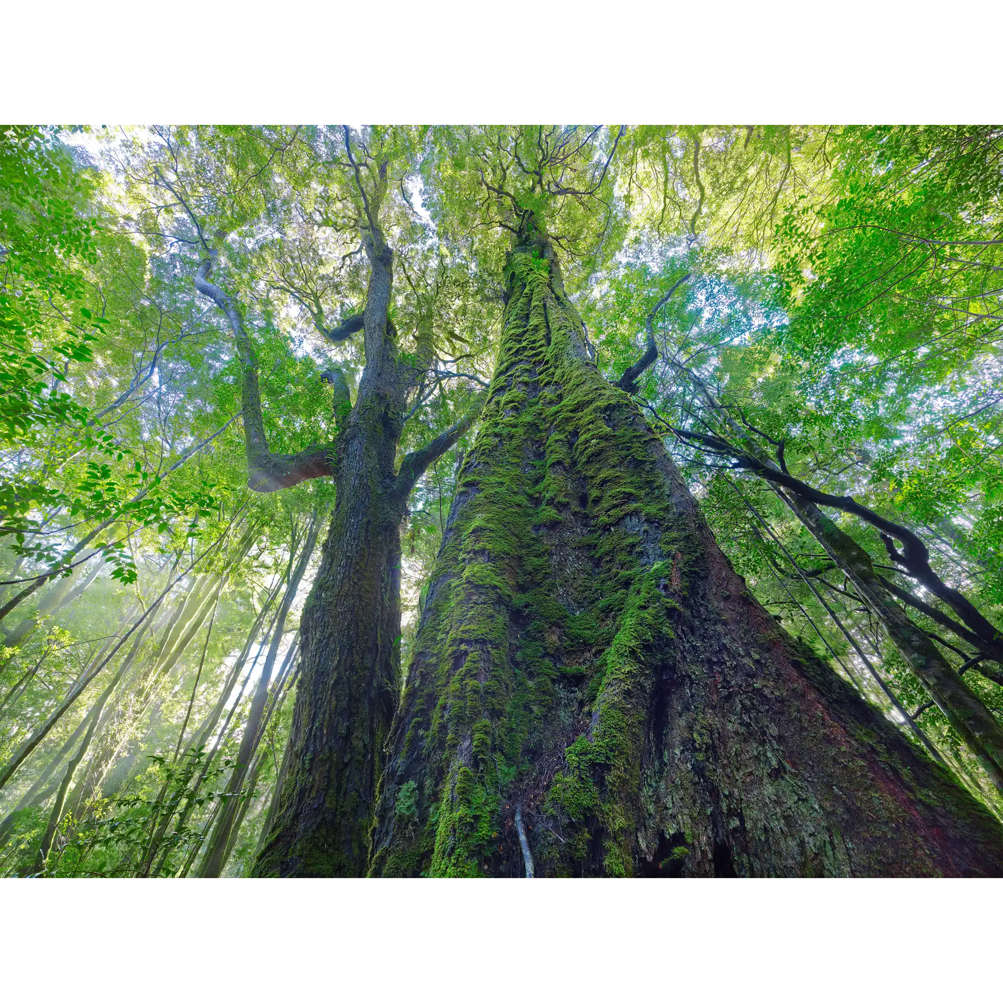 Ancient myrtle-Mt Lindsay-Tarkine by Rob Blakers