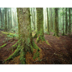 Myrtles 3-Rattler Range-NE Tasmania by Rob Blakers