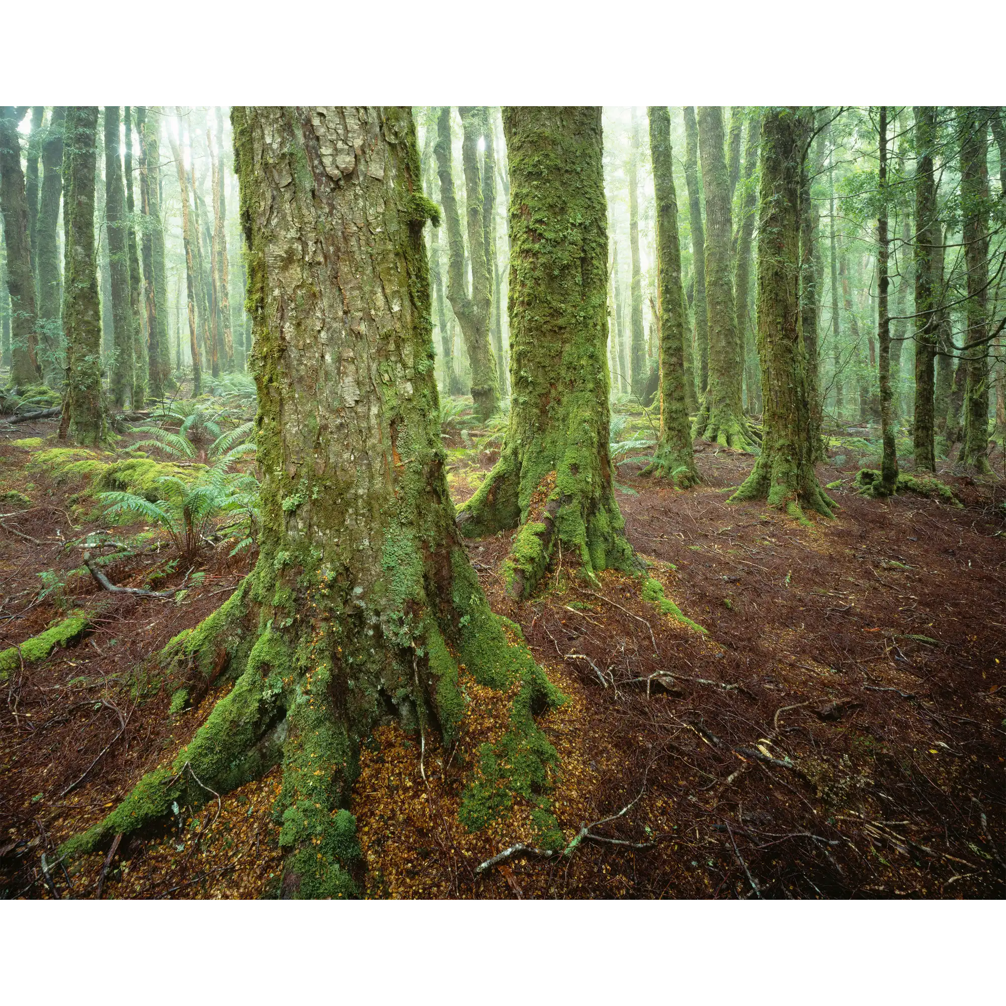 Myrtles 3-Rattler Range-NE Tasmania by Rob Blakers