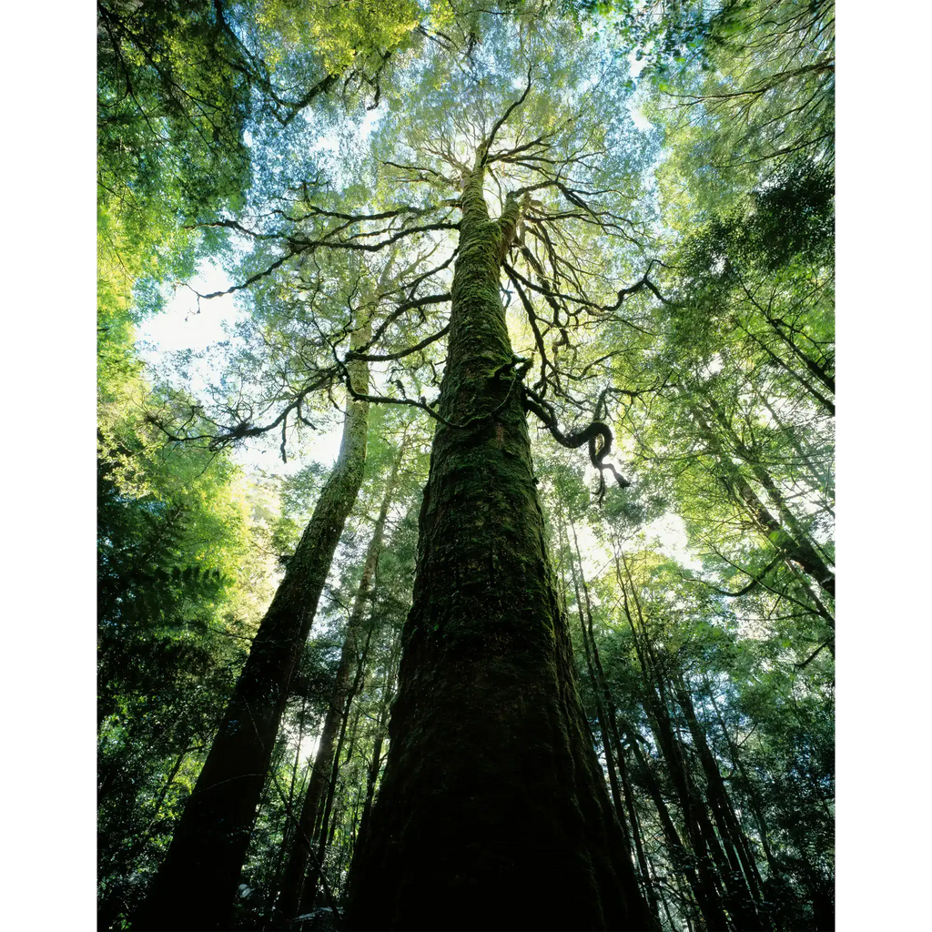 Myrtle rainforest-Tarkine-Tasmania by Rob Blakers