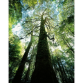 Myrtle rainforest-Tarkine-Tasmania by Rob Blakers