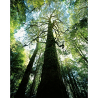 Myrtle rainforest-Tarkine-Tasmania by Rob Blakers
