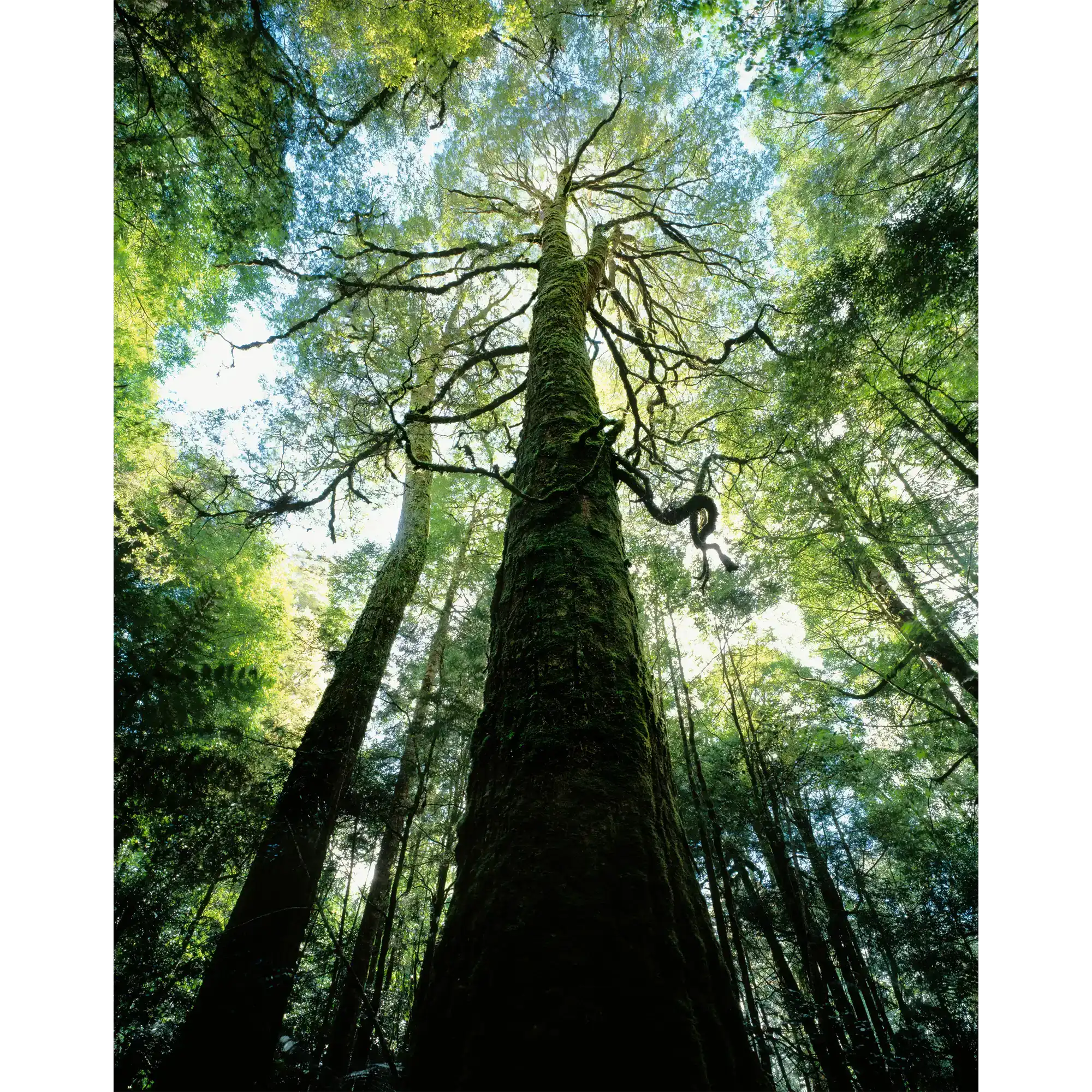 Myrtle rainforest-Tarkine-Tasmania by Rob Blakers