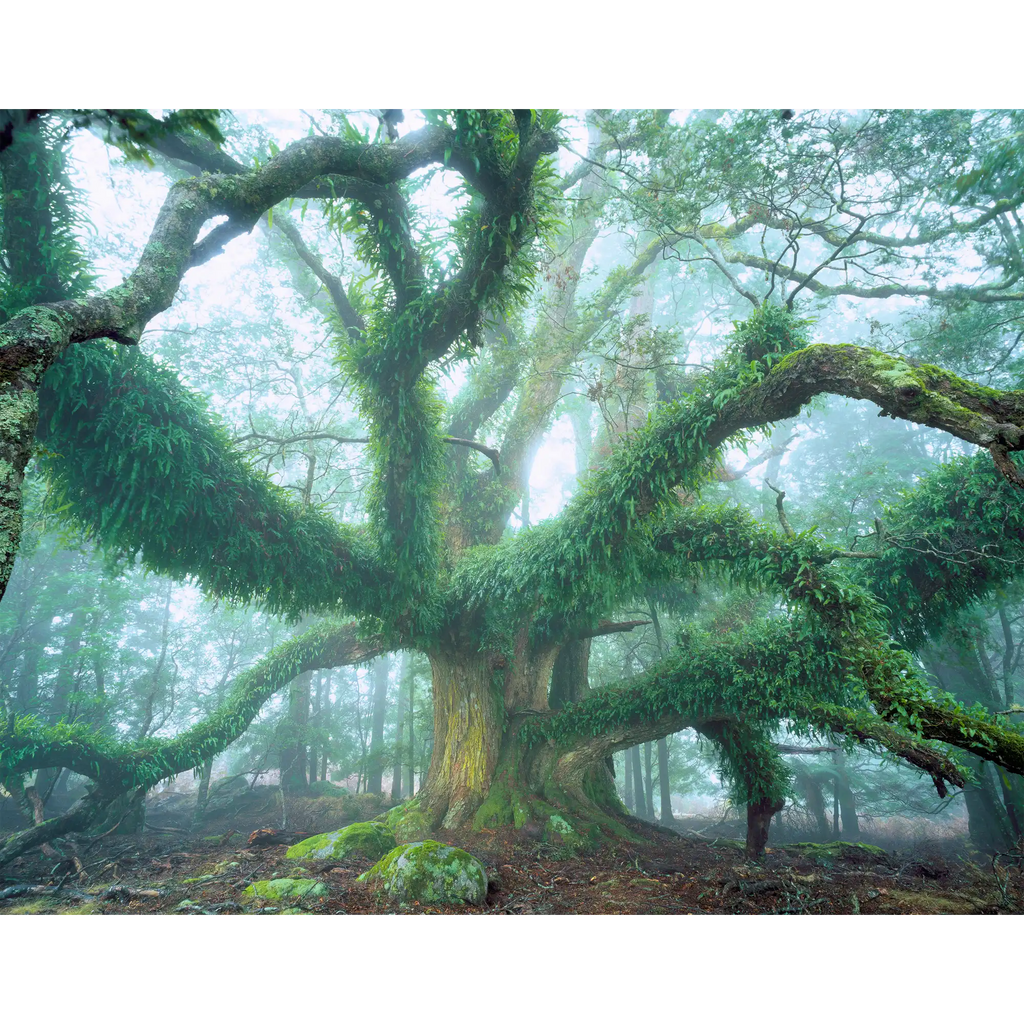 Giant myrtle-NE Highlands-Tasmania by Rob Blakers