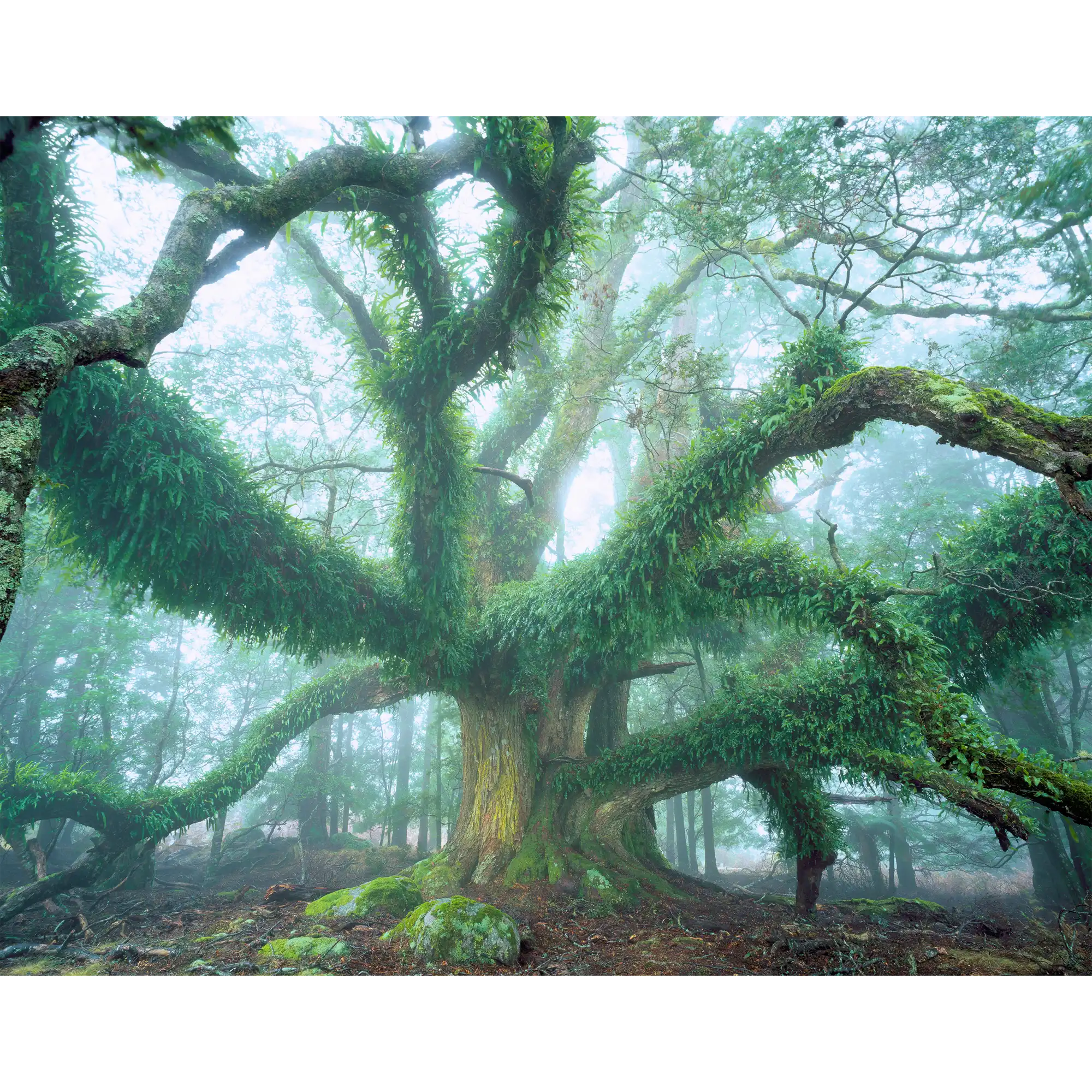 Giant myrtle-NE Highlands-Tasmania by Rob Blakers