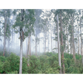 Wielangta bluegum forest-Tasmania by Rob Blakers
