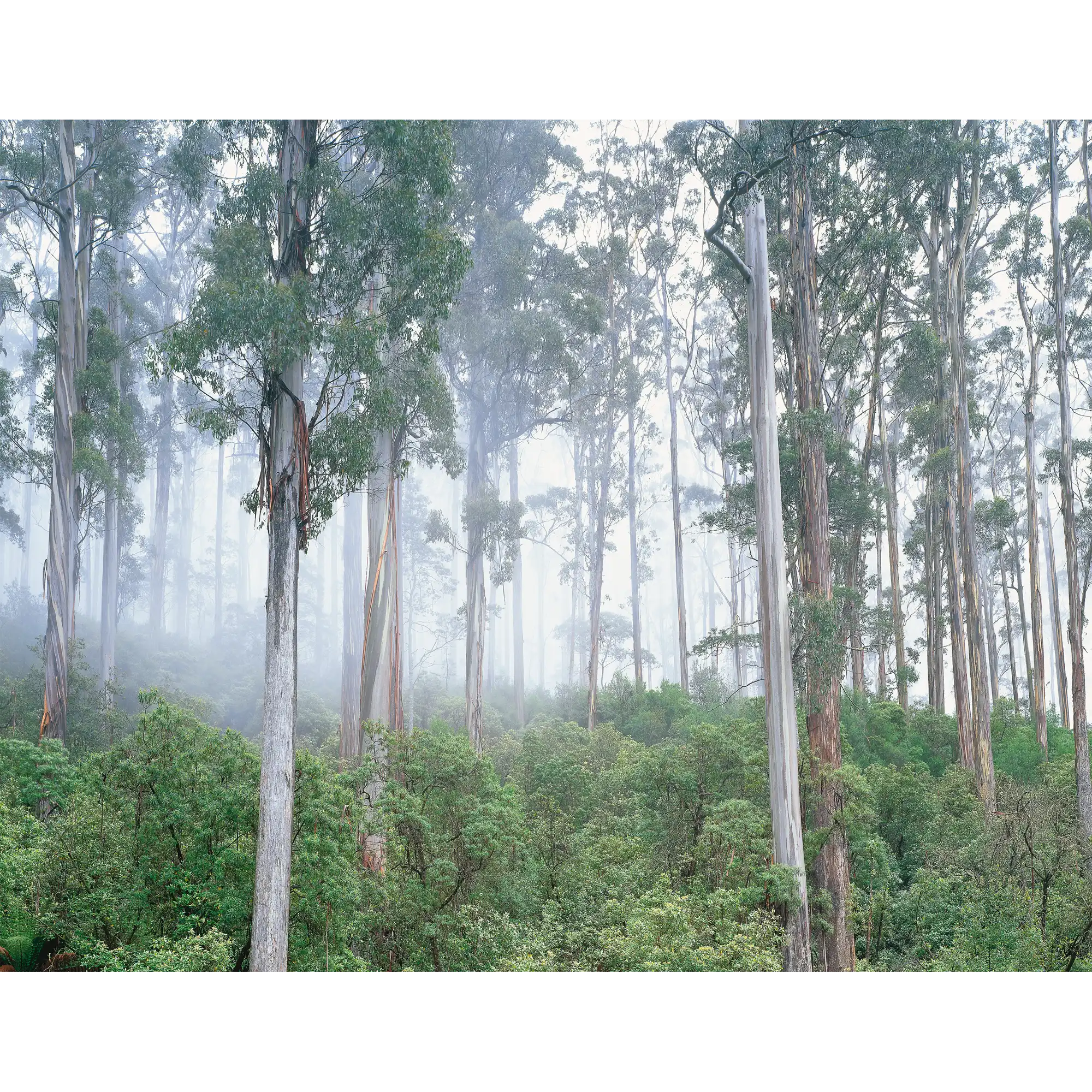 Wielangta bluegum forest-Tasmania by Rob Blakers