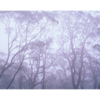 Wielangta coupe 19D-Tasmania by Rob Blakers