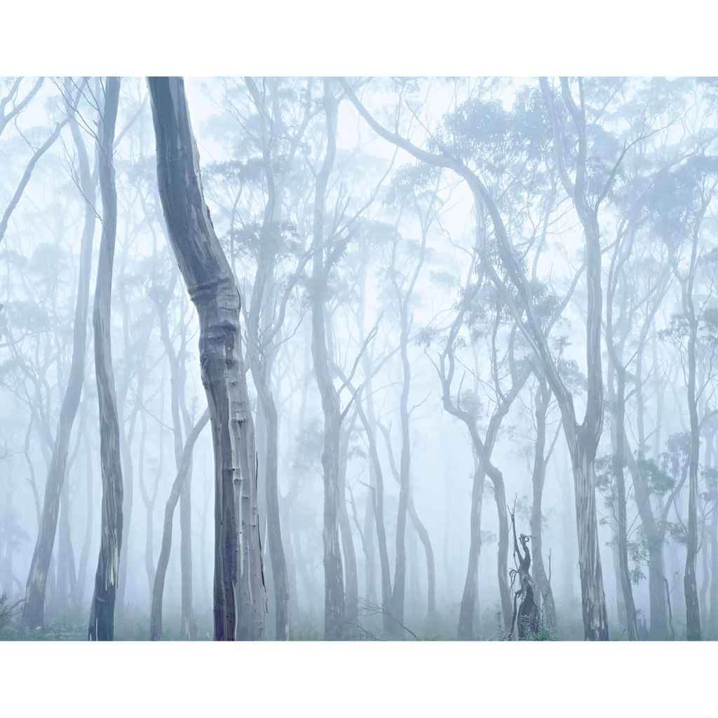 Wielangta 3 coupe 19D-Tasmania by Rob Blakers