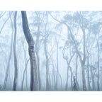 Wielangta 3 coupe 19D-Tasmania by Rob Blakers