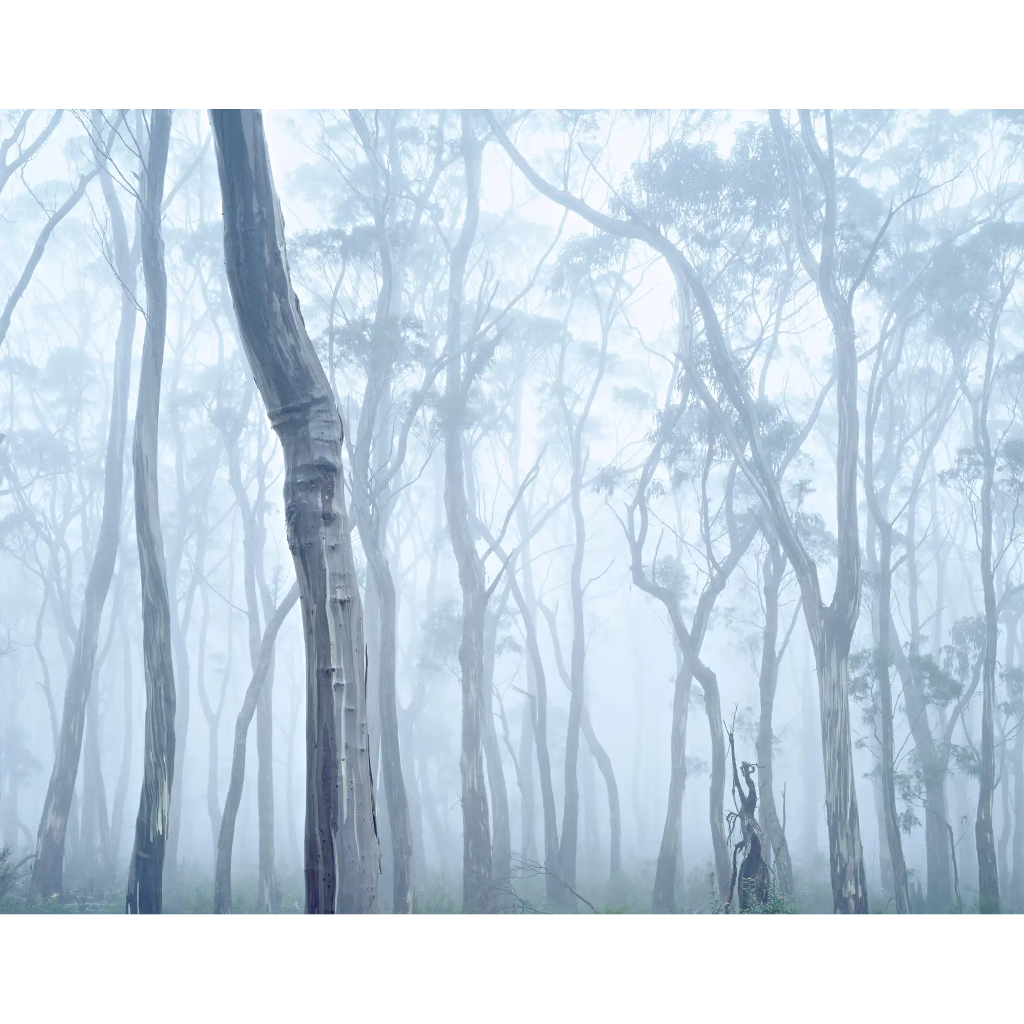 Wielangta 3 coupe 19D-Tasmania by Rob Blakers