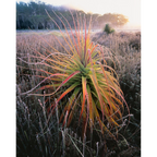 Pandani-Navarre Plains-Tasmania by Rob Blakers