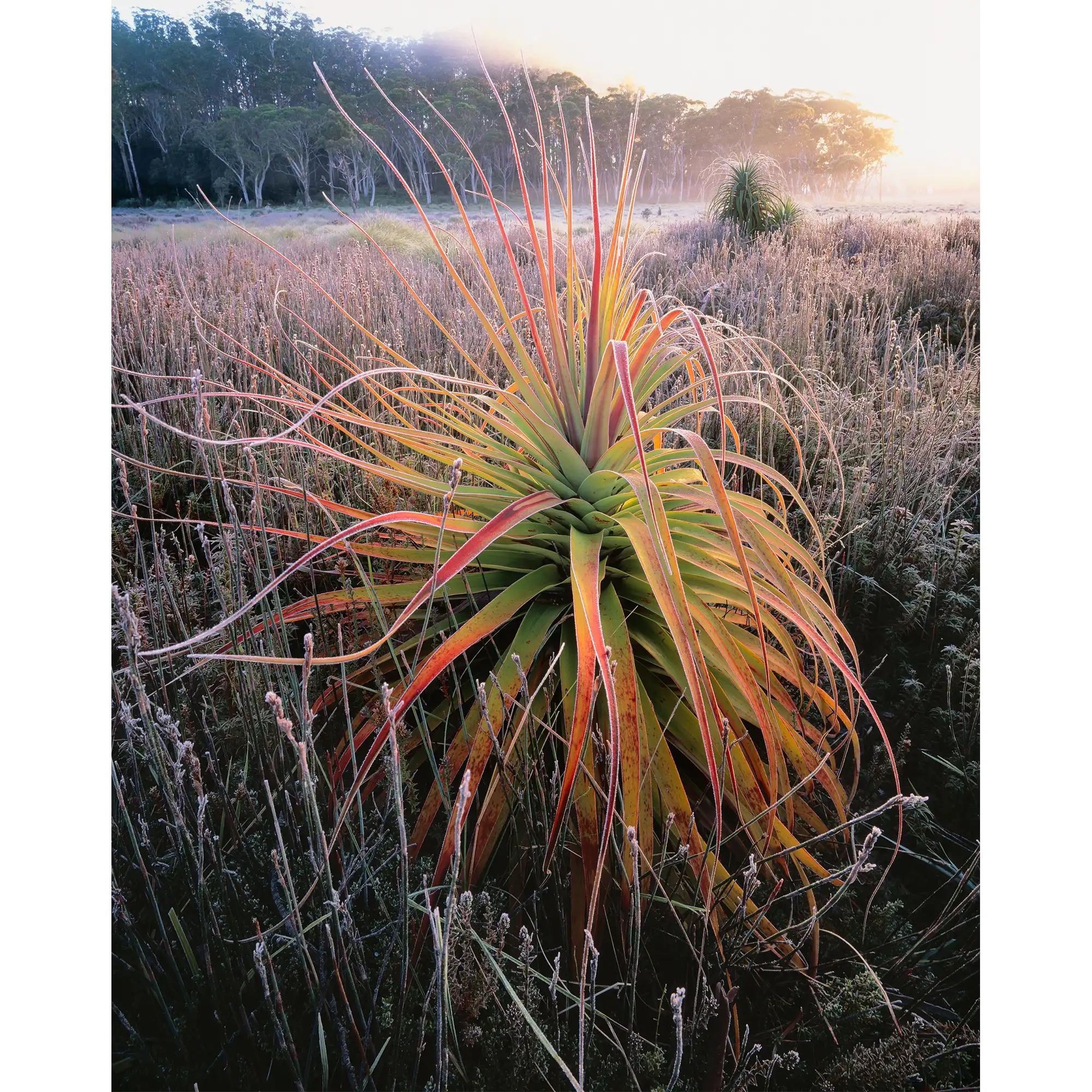 Pandani-Navarre Plains-Tasmania by Rob Blakers