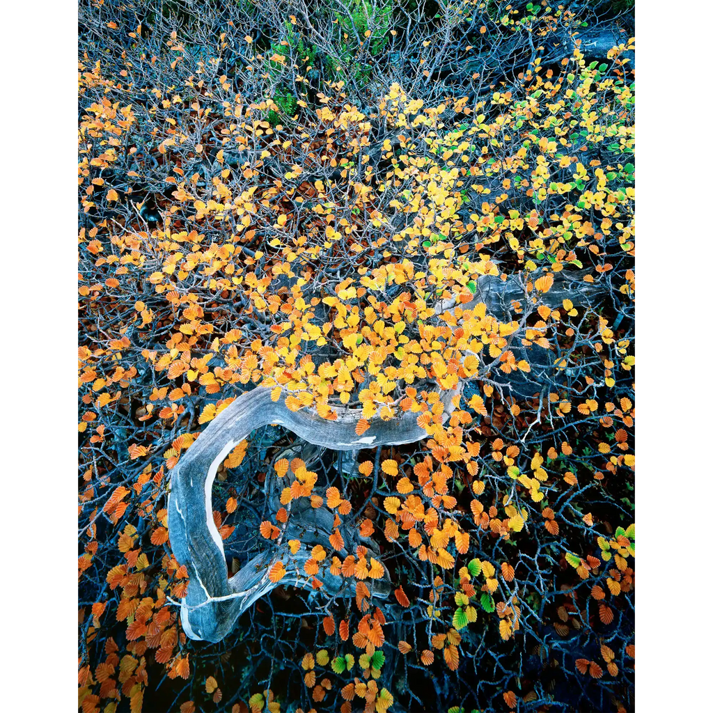 Deciduous beech 2-West Coast Range-Tasmania by Rob Blakers