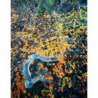 Deciduous beech 2-West Coast Range-Tasmania by Rob Blakers
