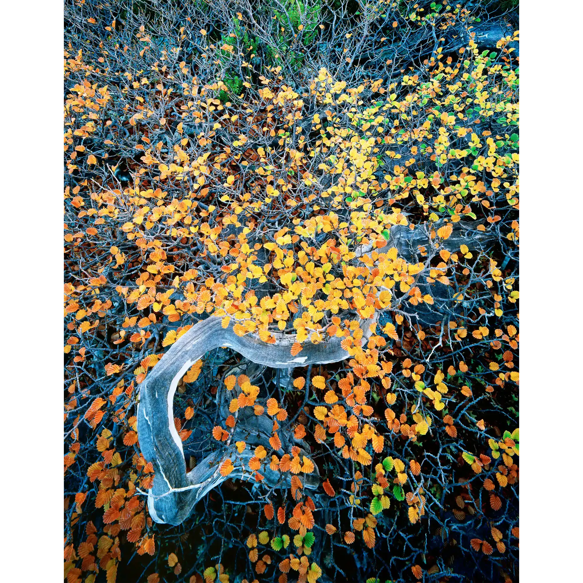 Deciduous beech 2-West Coast Range-Tasmania by Rob Blakers