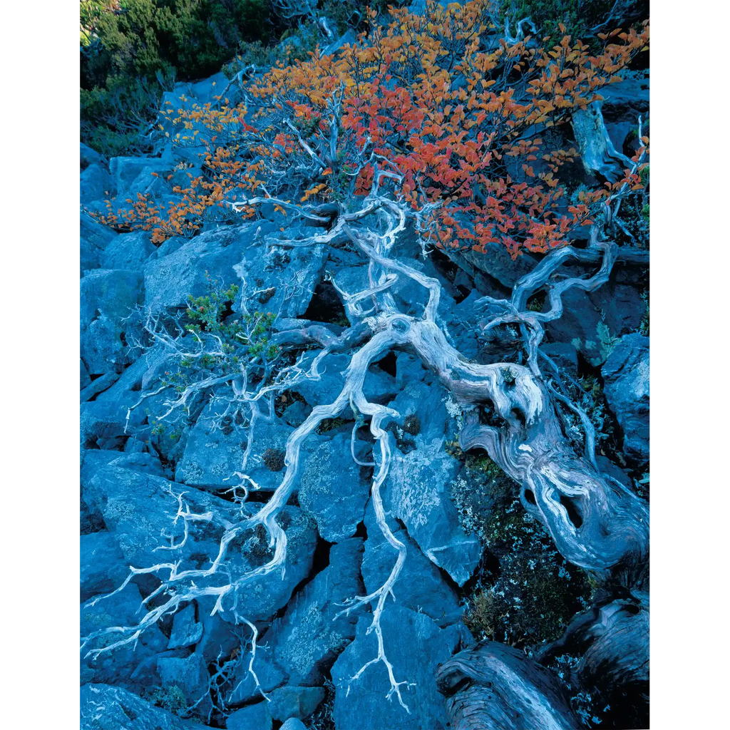 Deciduous beech1-West Coast Range-Tasmania by Rob Blakers