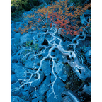 Deciduous beech1-West Coast Range-Tasmania by Rob Blakers