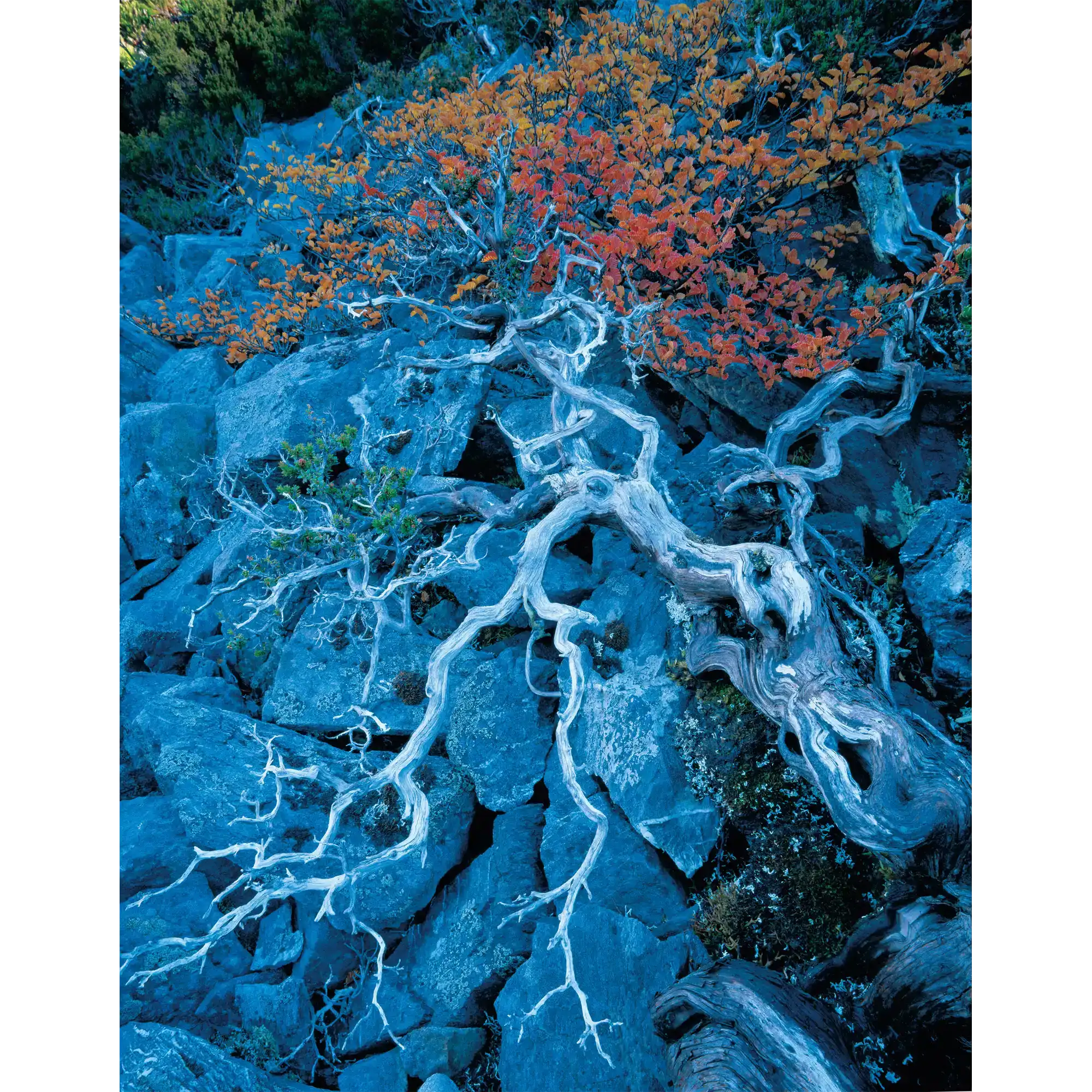 Deciduous beech1-West Coast Range-Tasmania by Rob Blakers