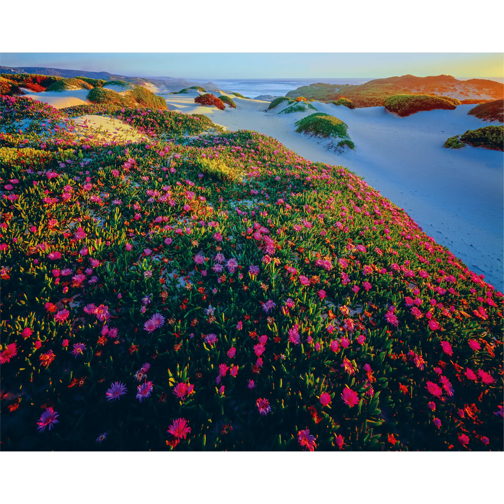 Native Pigface (Carpobrotus rossii)-Tarkine coast-Tasmania by Rob Blakers