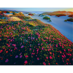 Native Pigface (Carpobrotus rossii)-Tarkine coast-Tasmania by Rob Blakers