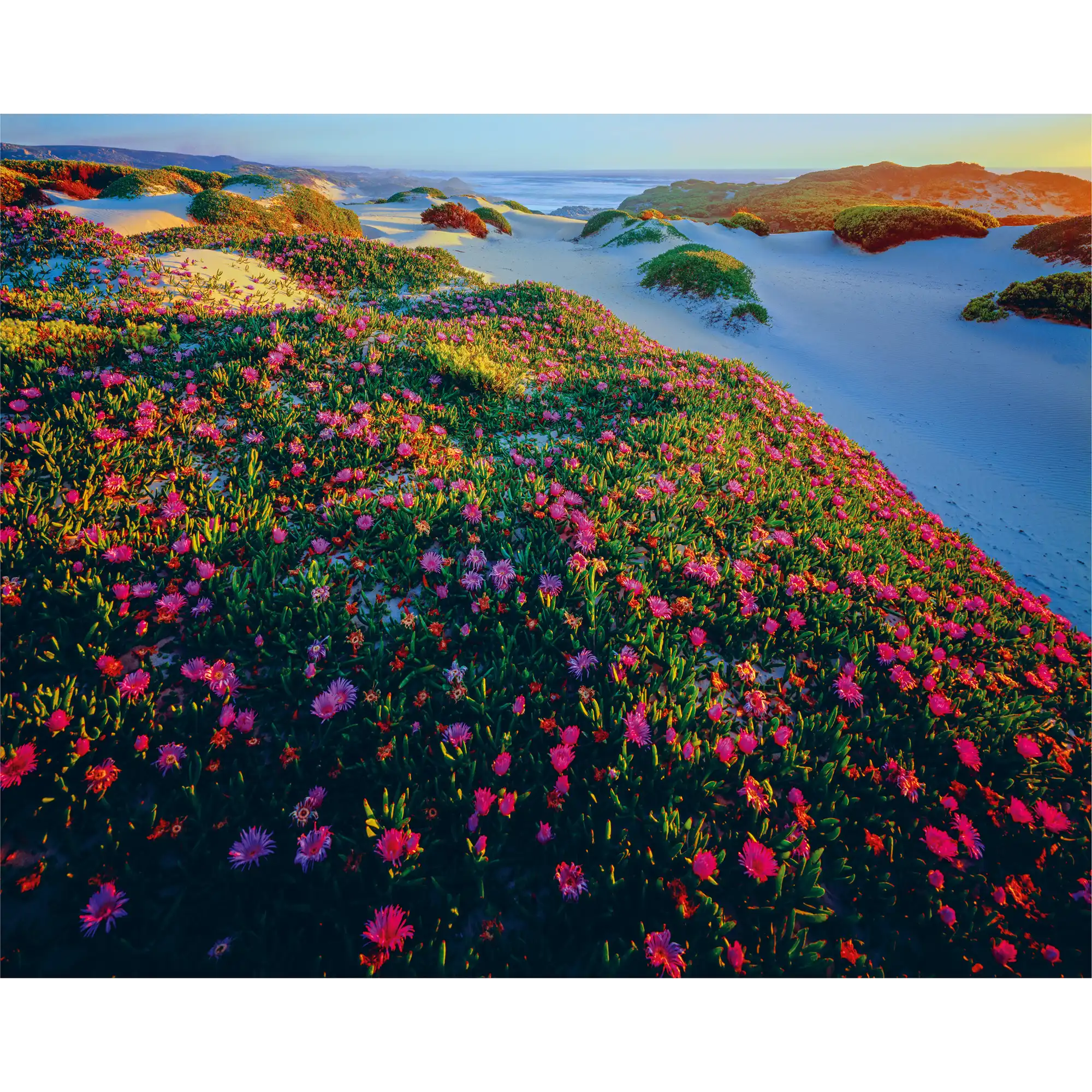 Native Pigface (Carpobrotus rossii)-Tarkine coast-Tasmania by Rob Blakers