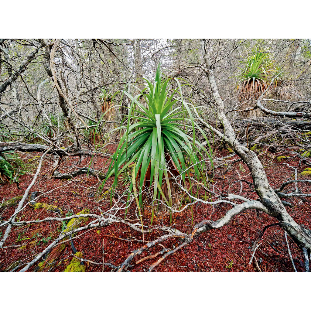Deciduous beech, Tasmania by Rob Blakers