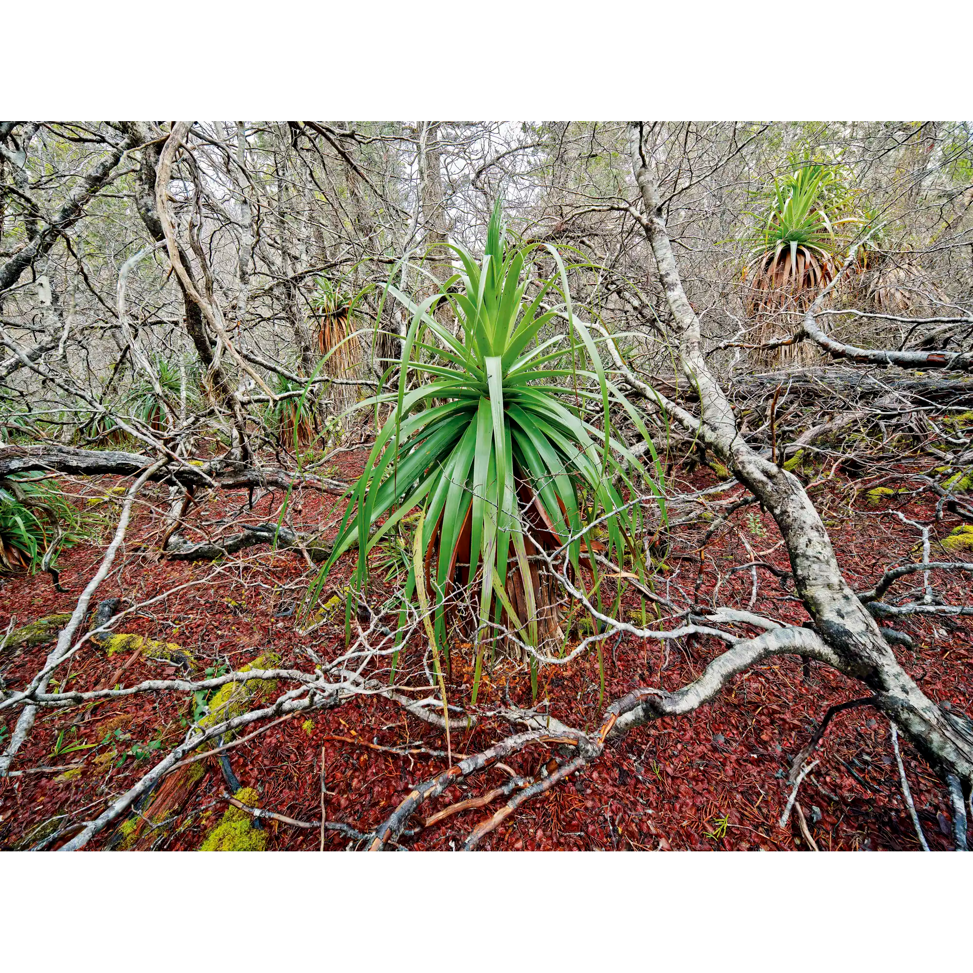Deciduous beech, Tasmania by Rob Blakers