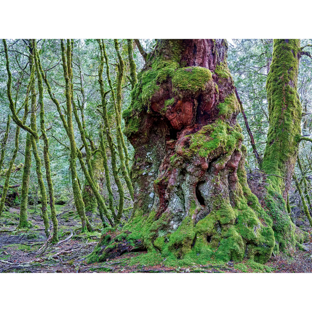 Ancient myrtle, Vale of Belvoir, Tasmania by Rob Blakers