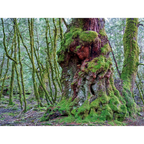 Ancient myrtle, Vale of Belvoir, Tasmania by Rob Blakers