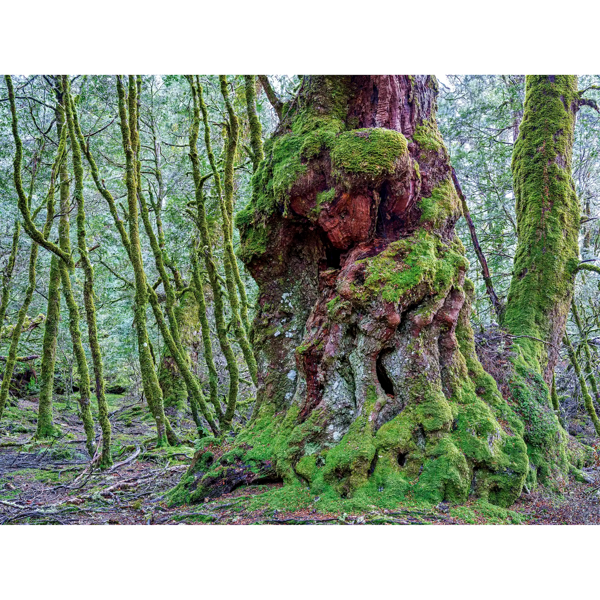 Ancient myrtle, Vale of Belvoir, Tasmania by Rob Blakers