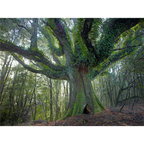 Ancient myrtle, Northeast Highlands, Tasmania by Rob Blakers