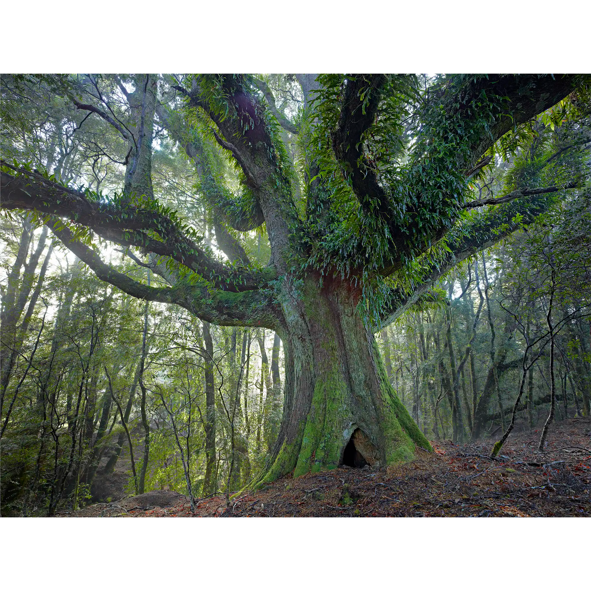 Ancient myrtle, Northeast Highlands, Tasmania by Rob Blakers