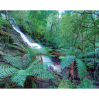 Tulloch Falls, Mt Lindsay, Tarkine, Tasmania by Rob Blakers