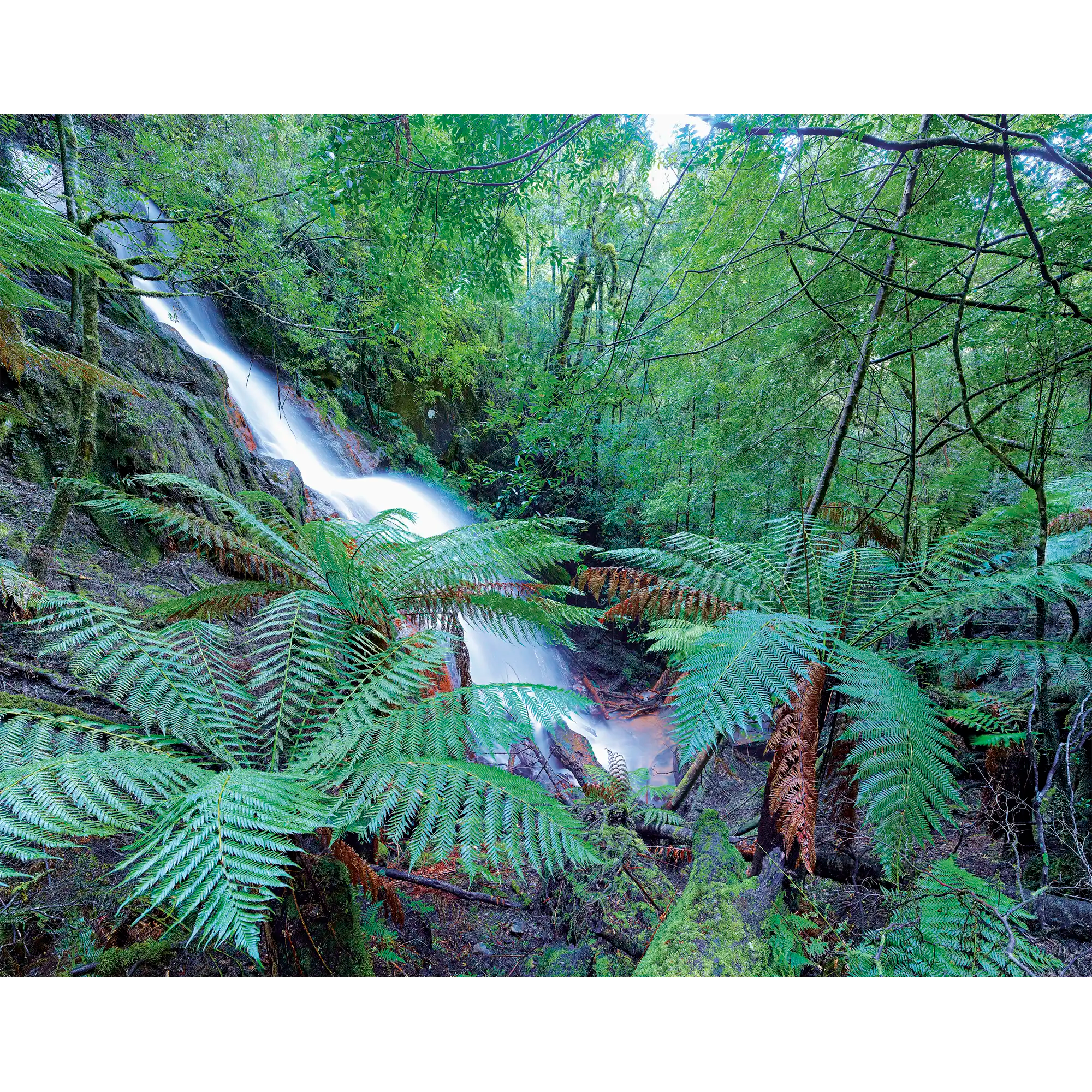 Tulloch Falls, Mt Lindsay, Tarkine, Tasmania by Rob Blakers