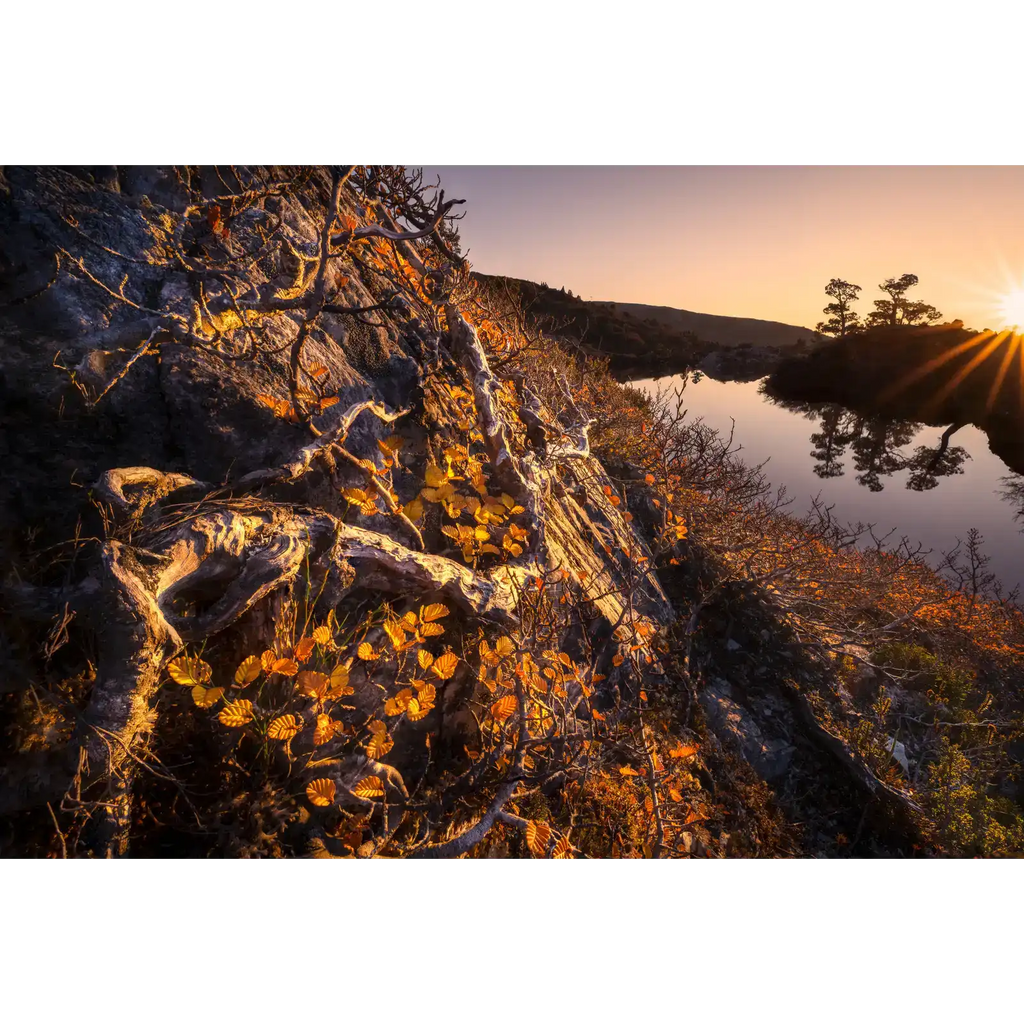 Fagus Sunrise - Cradle Mountain National Park  by Ben Wilkinson