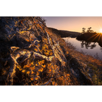 Fagus Sunrise - Cradle Mountain National Park  by Ben Wilkinson