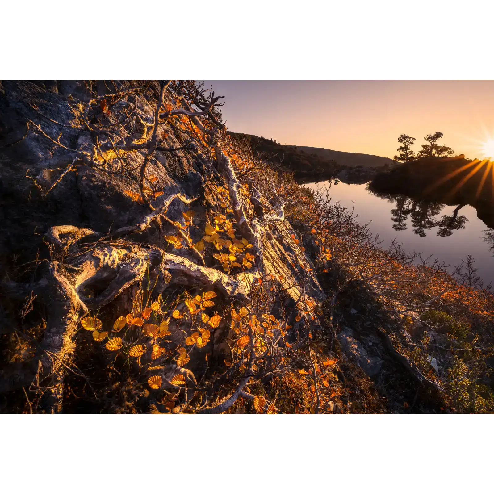 Fagus Sunrise - Cradle Mountain National Park  by Ben Wilkinson