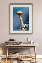 Single Mushroom  by Ben Wilkinson