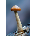 Single Mushroom  by Ben Wilkinson