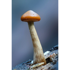 Single Mushroom  by Ben Wilkinson